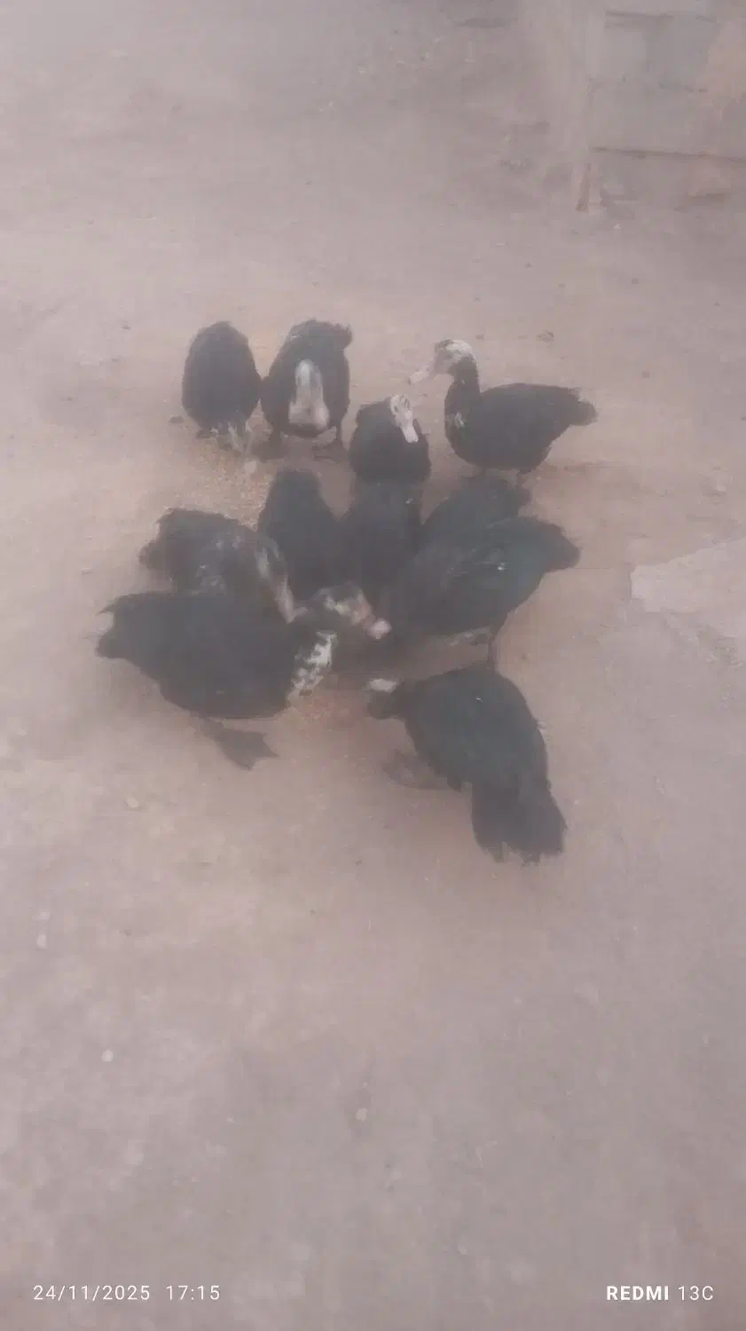 اردک|حیوانات مزرعه|کاغذکنان, |دیوار