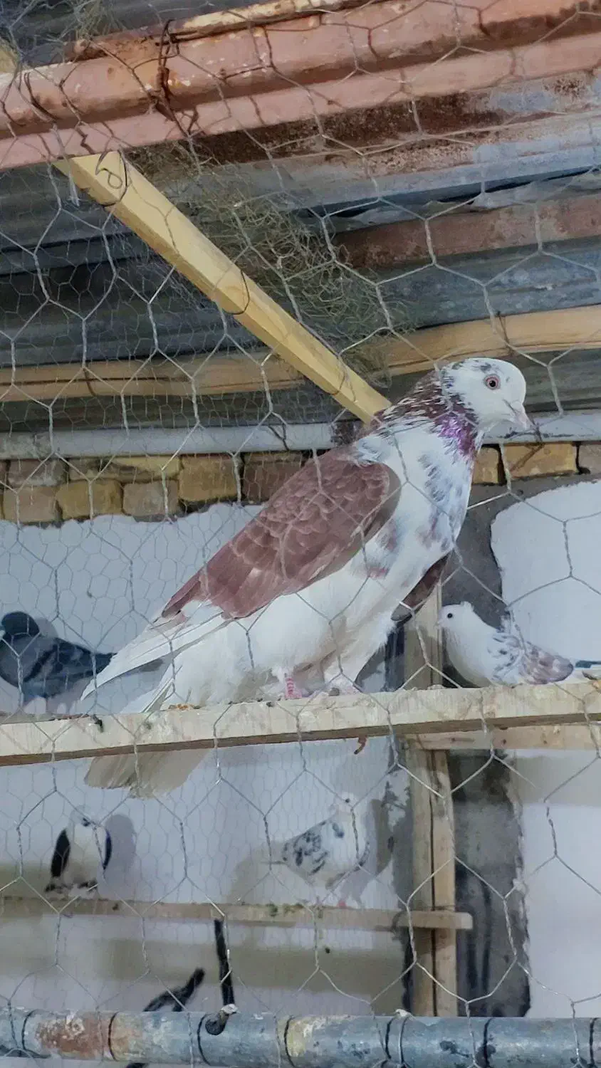 تعدادی کبوتر پرشی|پرنده|زید آباد, |دیوار