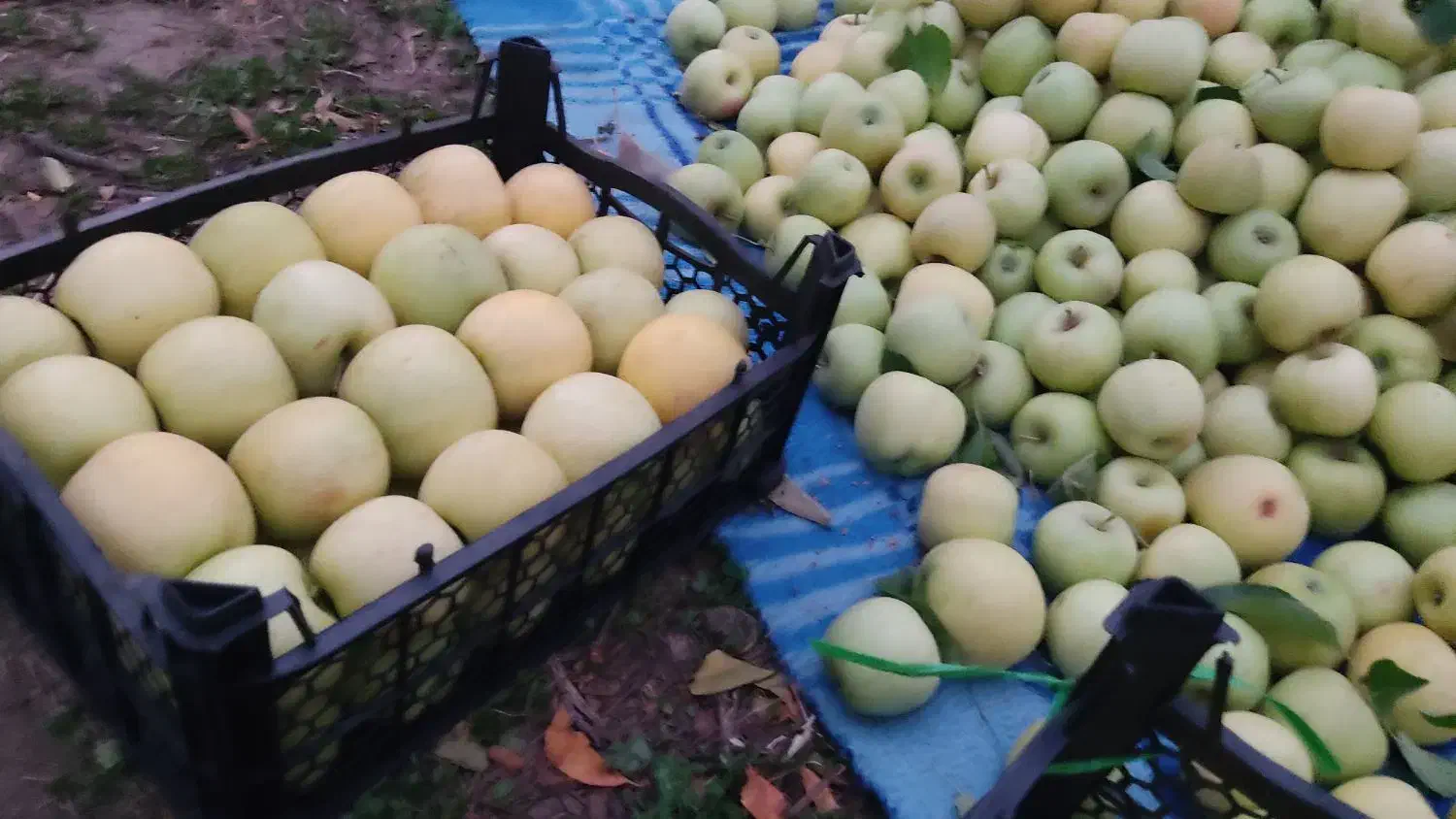 باغ سیب فروشی|فروش خانه و ویلا|نهاوند, |دیوار