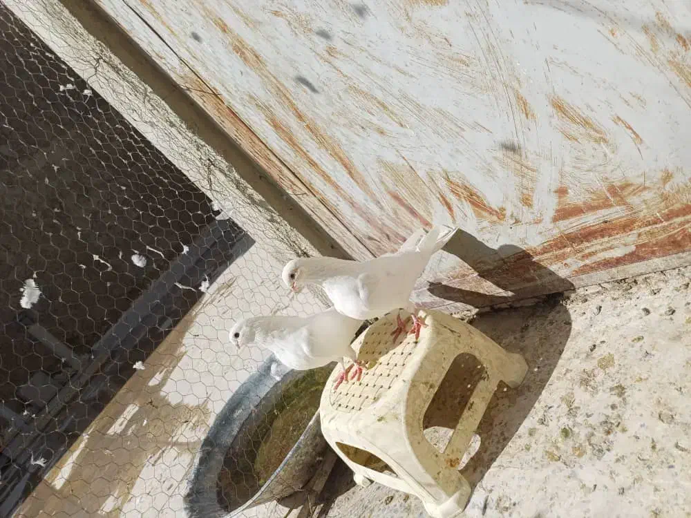 کفتر. نوک قنار|پرنده|تهران, شهرک امام خمینی|دیوار