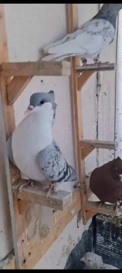 کفتر|پرنده|مشهد, وکیل‌آباد|دیوار