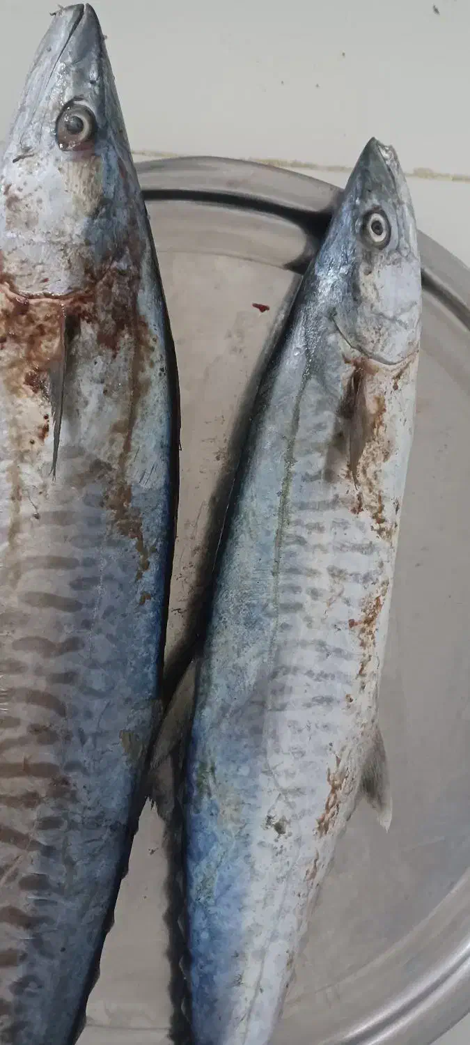 ماهی شیر|ماهی|بندر کنگان, |دیوار