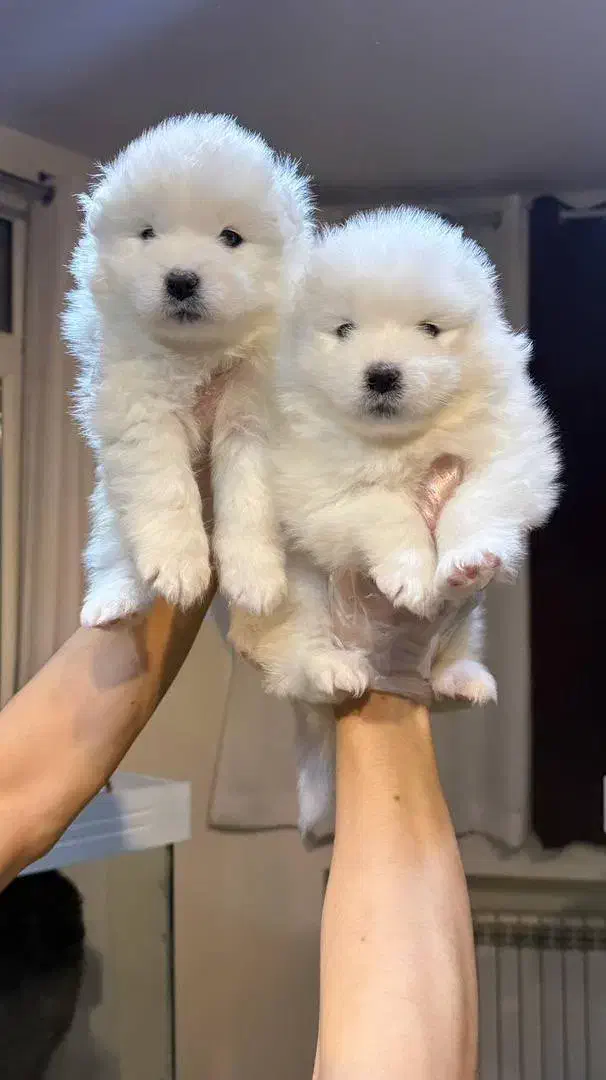 نژادهای گلدن ژرمن  مالینویز  سامویید|سگ|تهران, میدان ولیعصر|دیوار