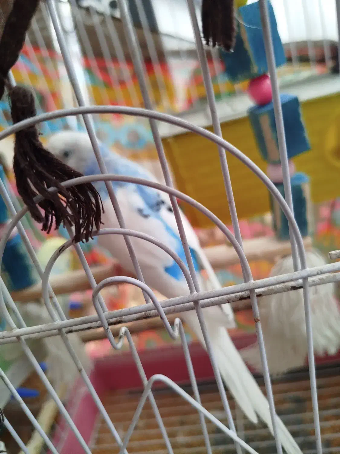 مرغ عشق|پرنده|ساوه, |دیوار