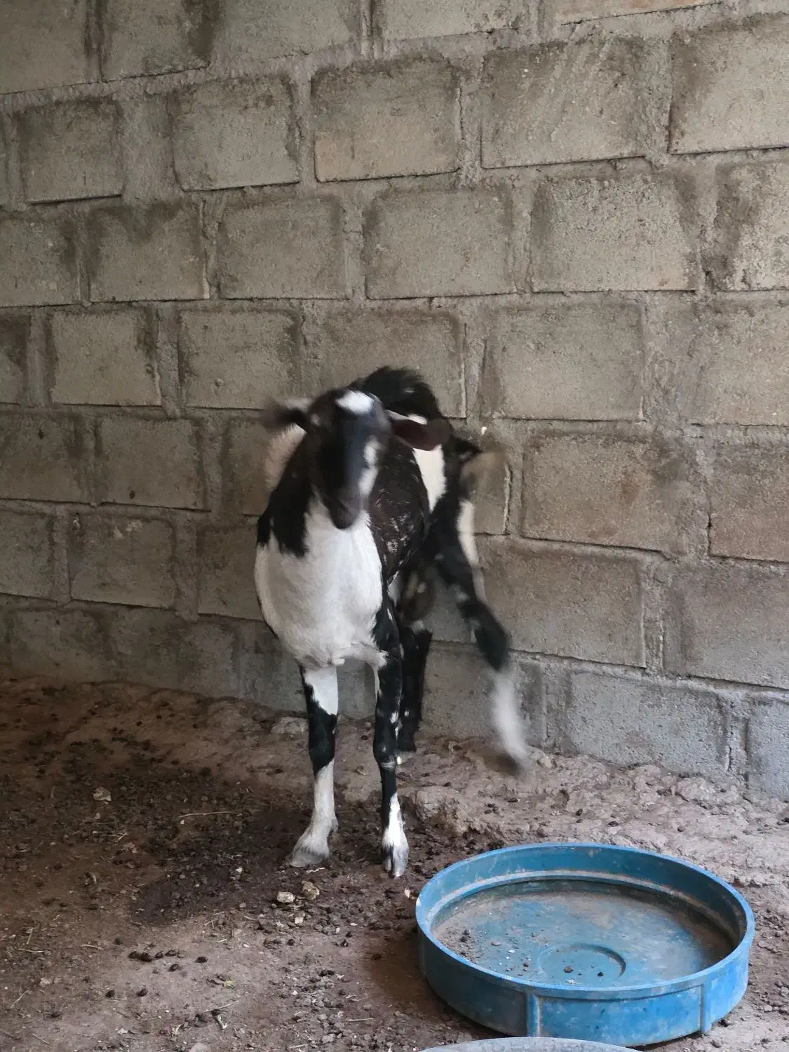 نری پچی|حیوانات مزرعه|درگهان, |دیوار