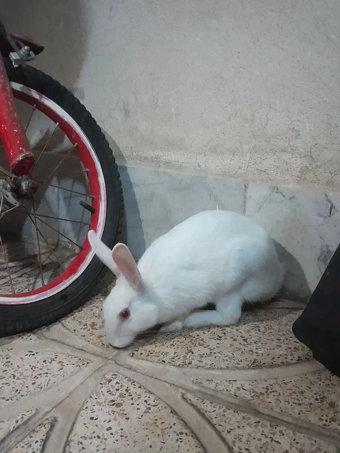 فروش خرگوش|موش و خرگوش|قرچک, مهدیه|دیوار