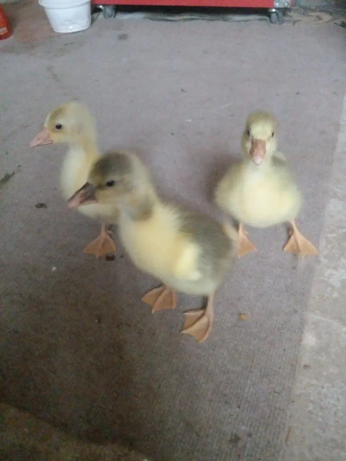 جوجه غاز محلی|حیوانات مزرعه|سیمین شهر, |دیوار