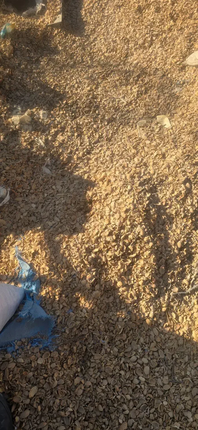 پوسته بادام خام|عمدهفروشی|خمینیشهر, |دیوار