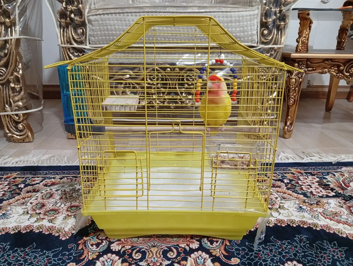 کوتوله برزیلی|پرنده|الوند, |دیوار