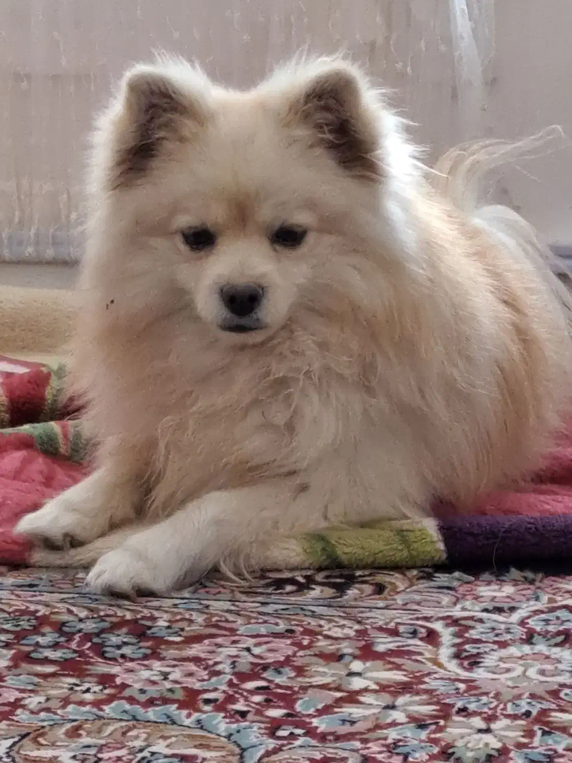 گمشده سگ پامر|حیوانات|سیرجان, |دیوار