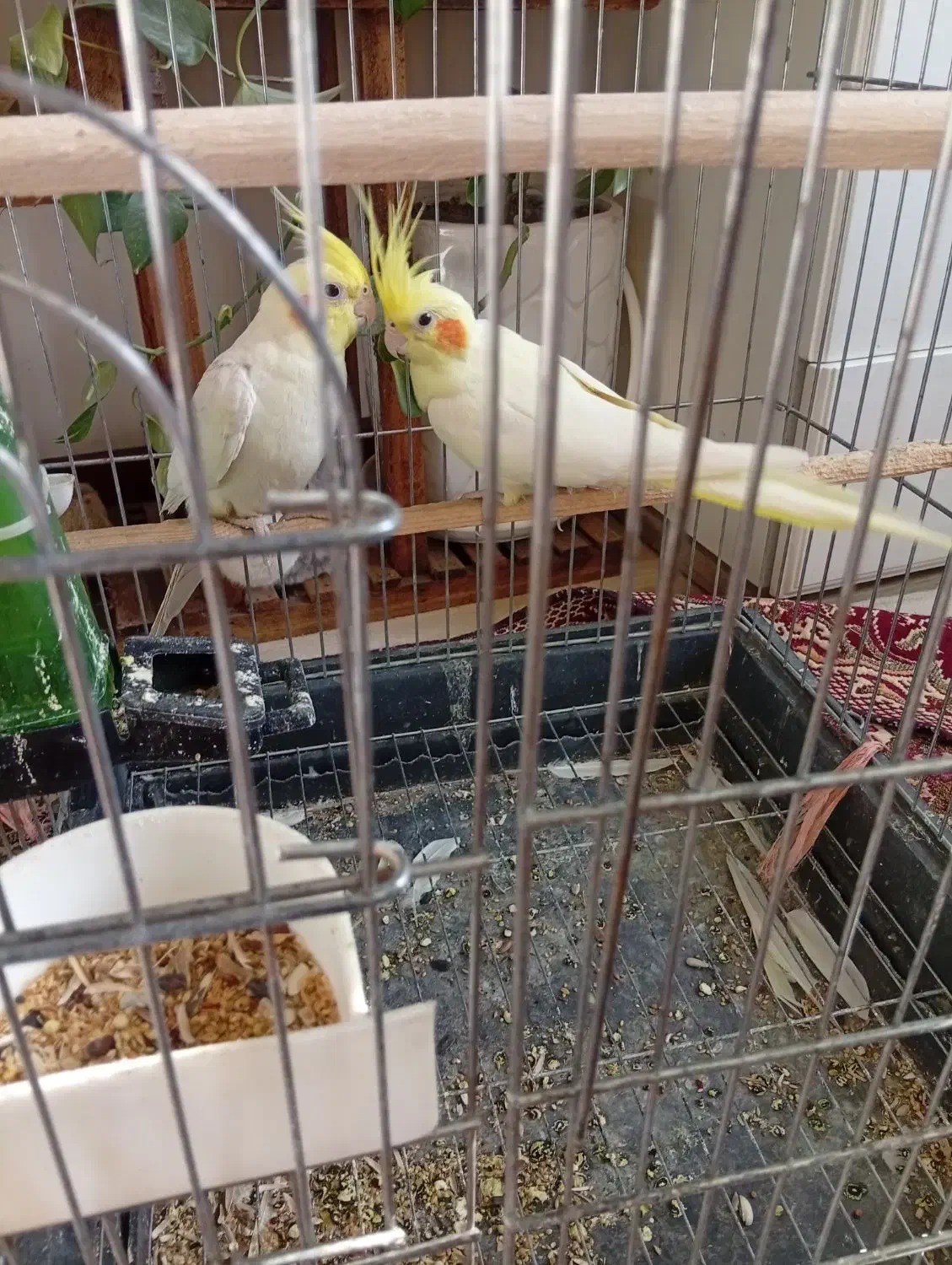 فروش ۲ جفت عروس هلندی|پرنده|فردیس, شهرک هفده شهریور|دیوار