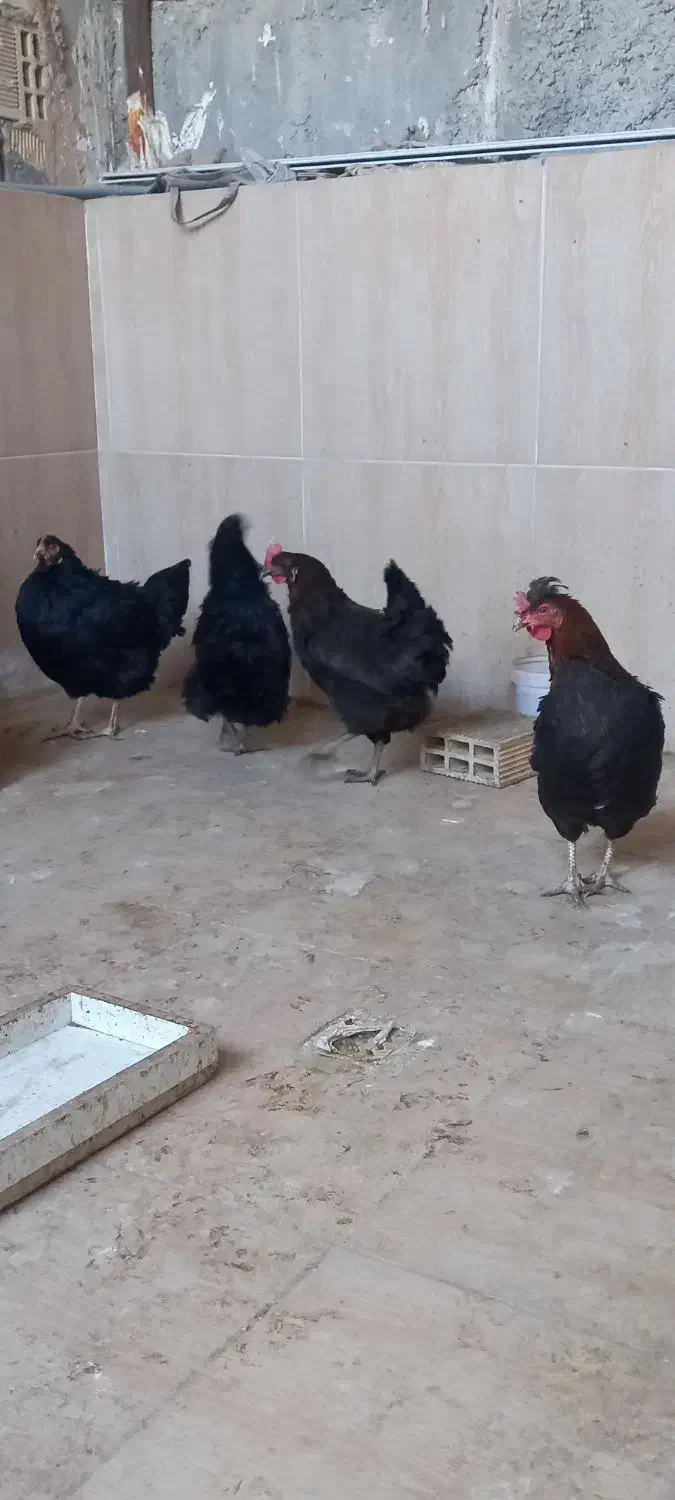 مرغ وخروس|حیوانات مزرعه|خمینیشهر, |دیوار