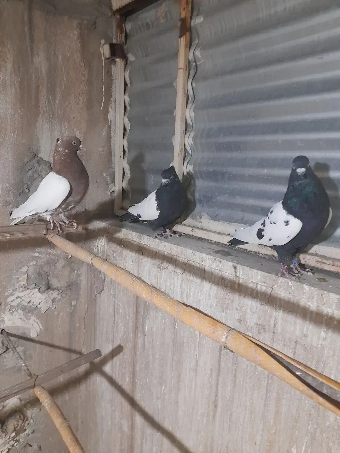 کبوتر زینتی فروشی|پرنده|پاکدشت, پاکدشت (مامازند)|دیوار