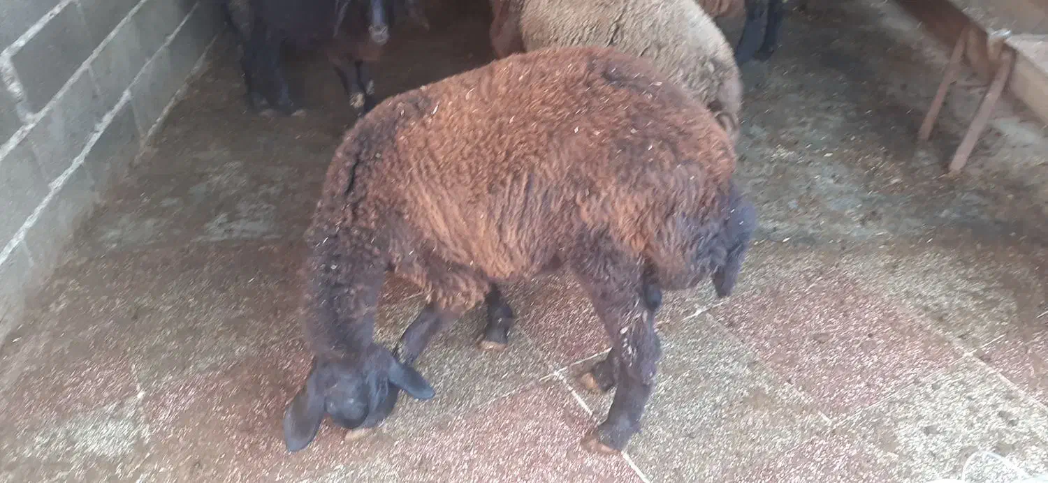 نر بره و ماده افشاری|حیوانات مزرعه|علیآباد کتول, |دیوار