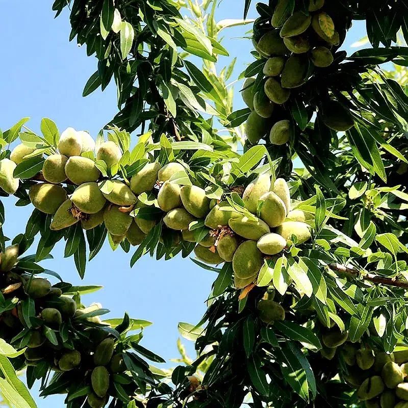 نهالستان گردو و بادام های اقتصادی دیرگل|خدمات باغبانی و درختکاری|معصومیه, |دیوار