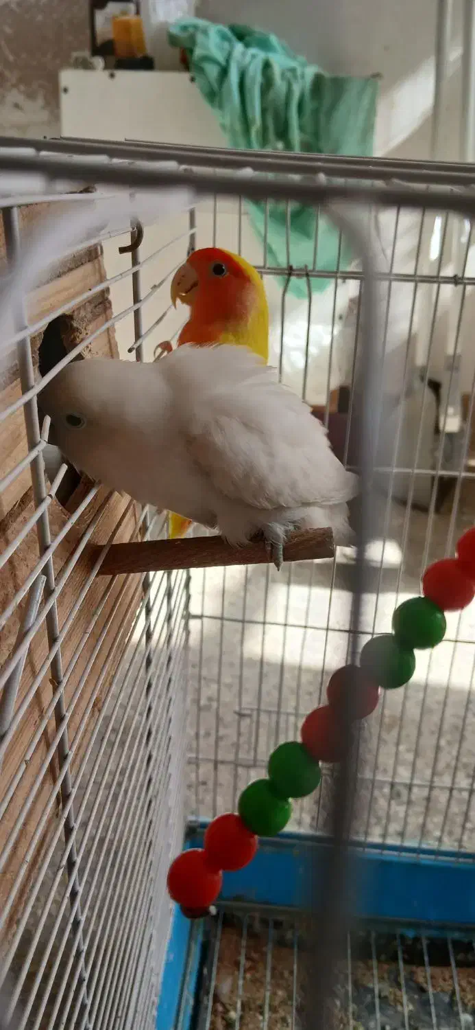 طوطی بزیلی کله هلویی و سفید|پرنده|پاکدشت, پاکدشت (مامازند)|دیوار