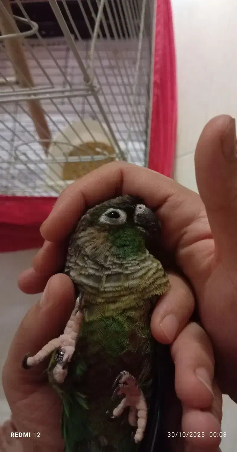 گرینچیک|پرنده|پرند, فاز ۰|دیوار