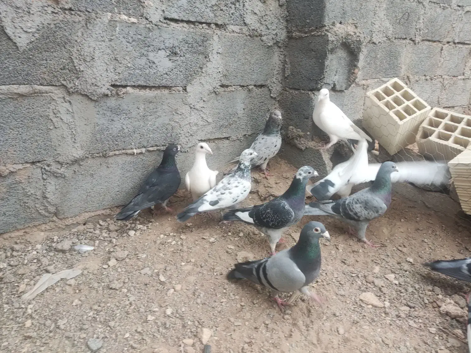 کفتر پلاکی و...|پرنده|بافق, |دیوار