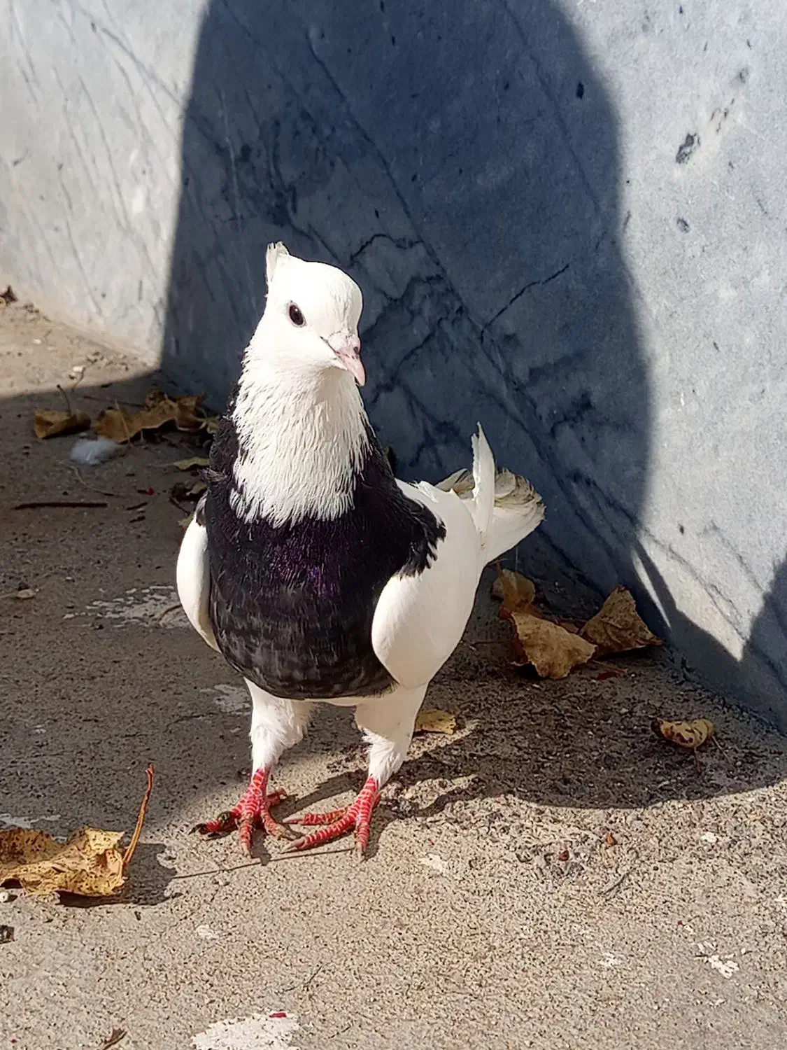 کلفه|پرنده|ویلکیج, |دیوار