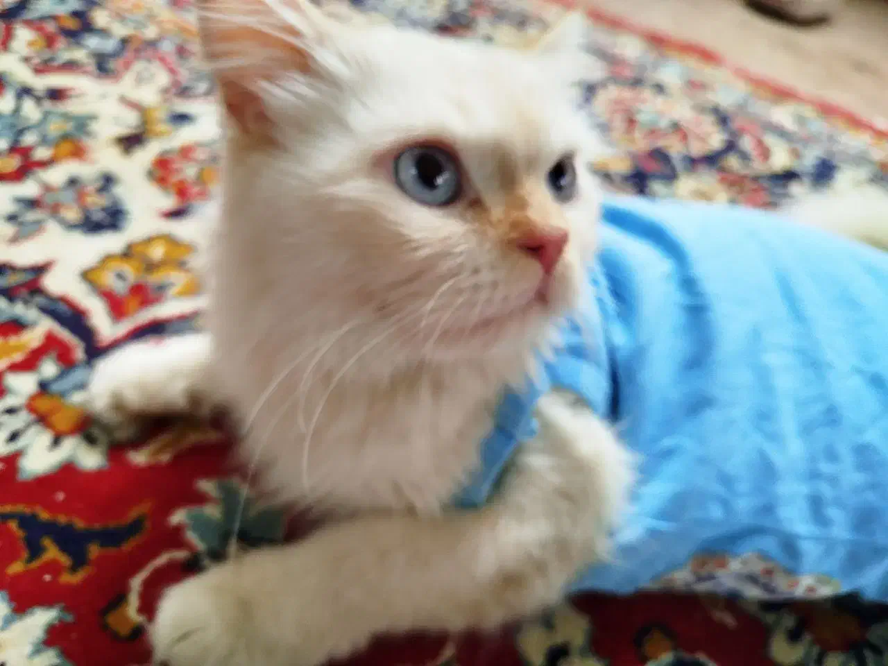 واگذاری|گربه|زاهدان, |دیوار