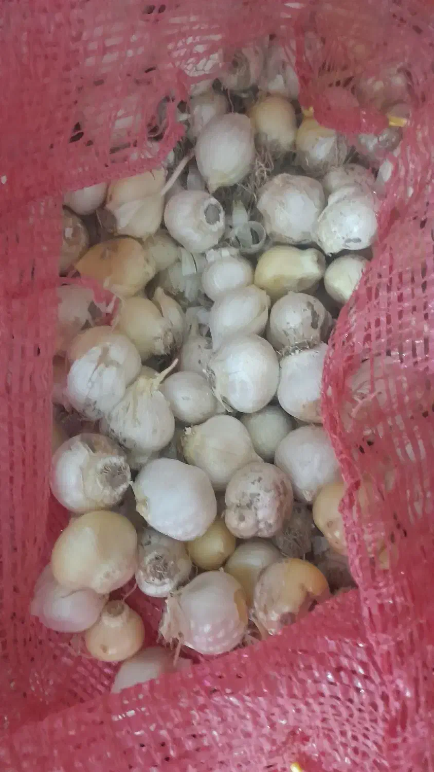 فروش موسیر بذری|خوردنی و آشامیدنی|همدان, |دیوار