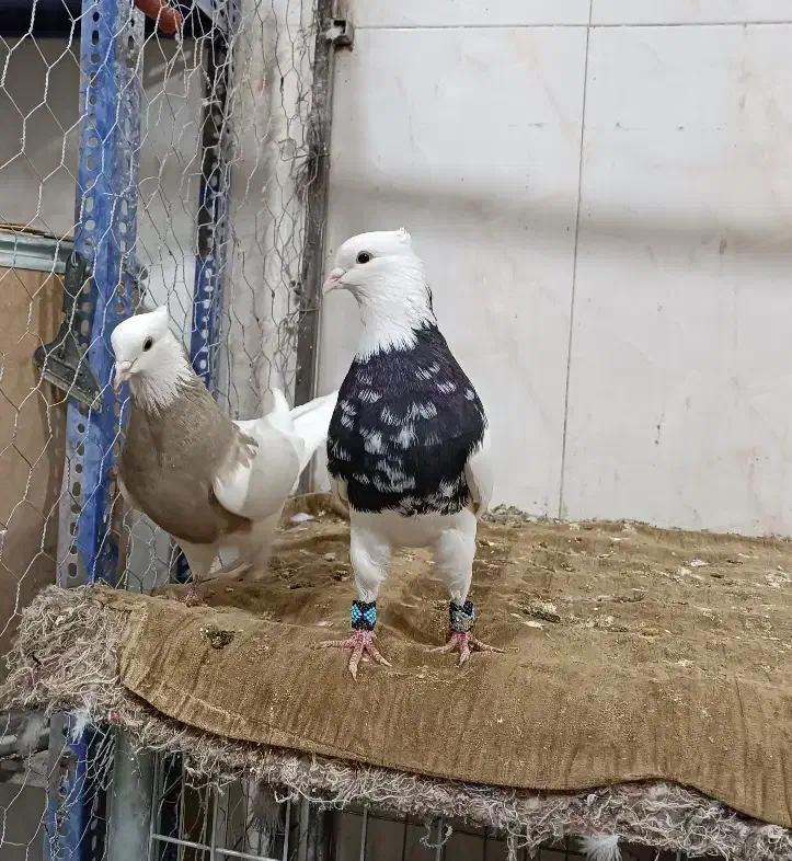 طوقی|پرنده|شاهین‌شهر, نبوت|دیوار