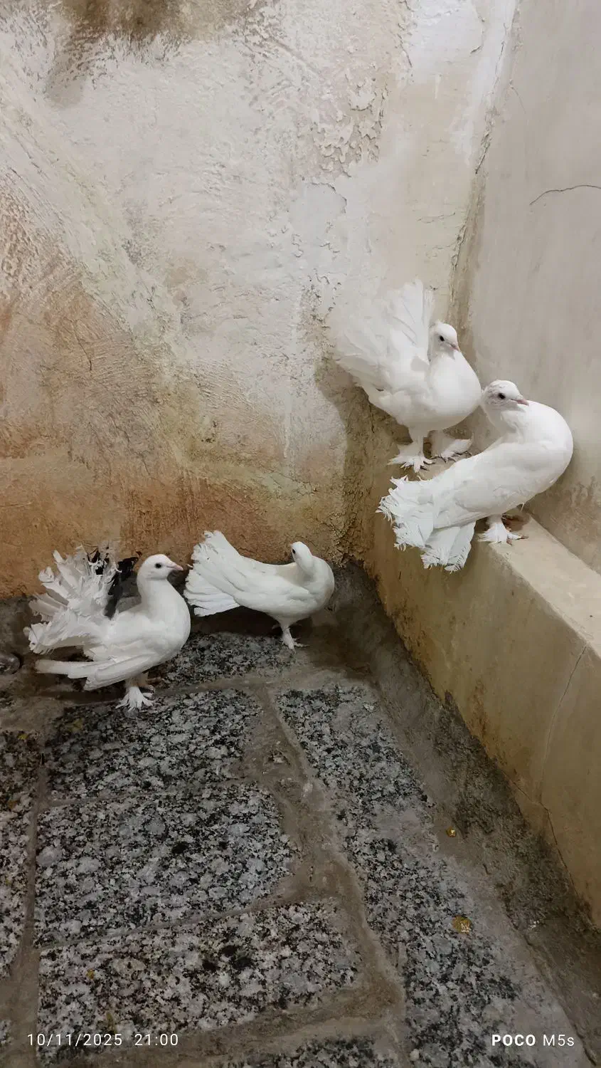 فروش کفترای چتری|پرنده|قم, حاج زینل|دیوار