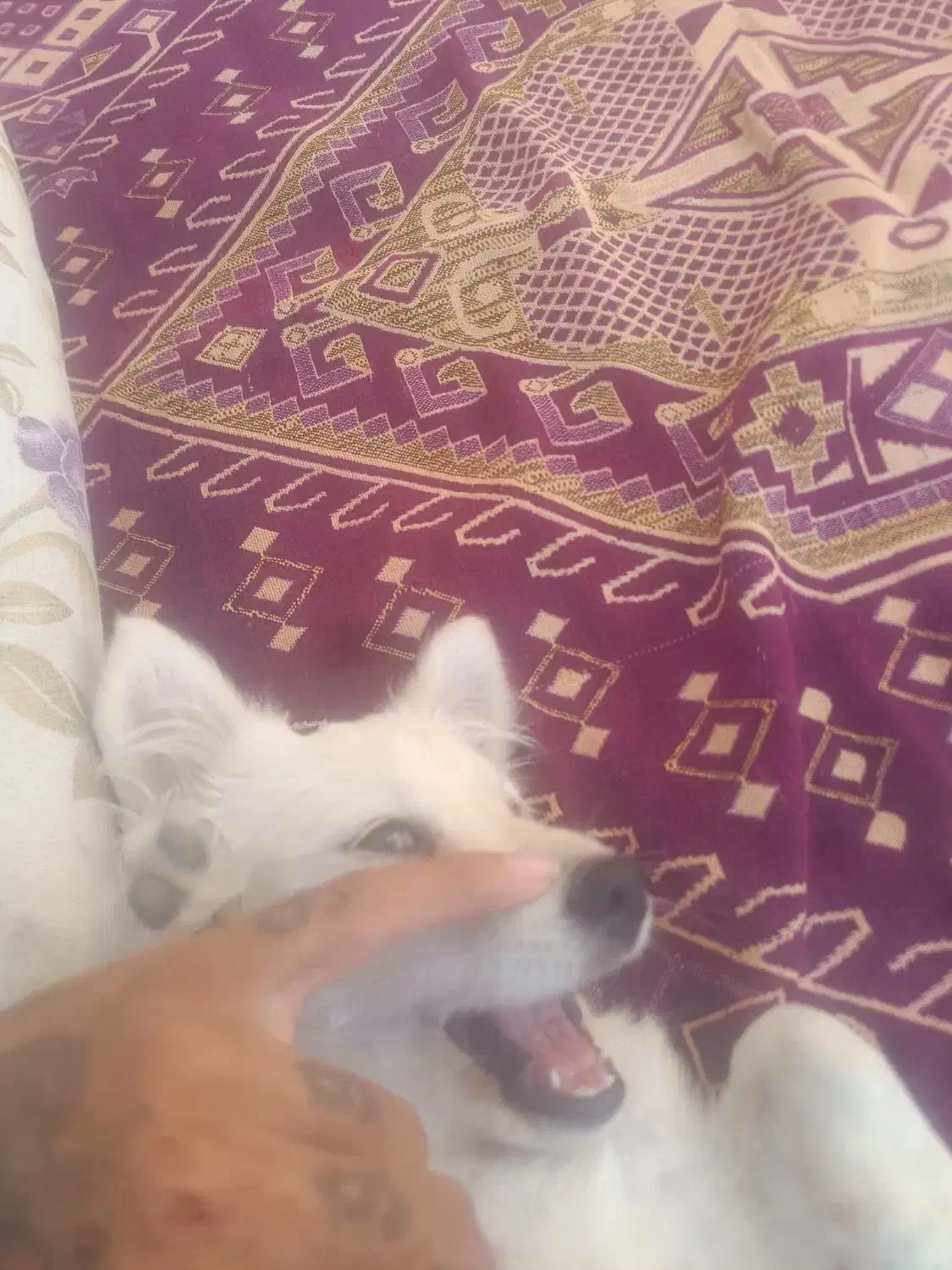 سگ پامر و اشپیتز|سگ|شیراز, مسلم|دیوار