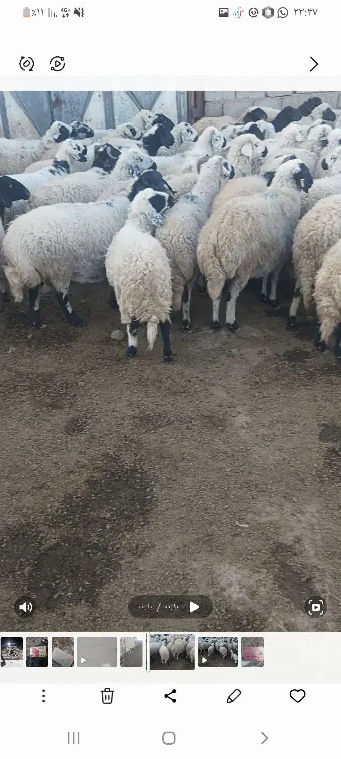 میش اوستن|حیوانات مزرعه|رفسنجان, |دیوار