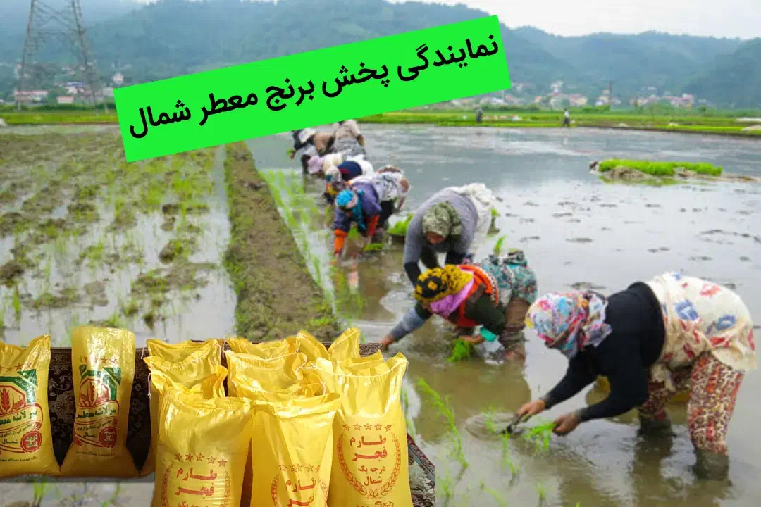 انواع برنج های معطرشمال و جنوب|خوردنی و آشامیدنی|مشهد, گاز|دیوار