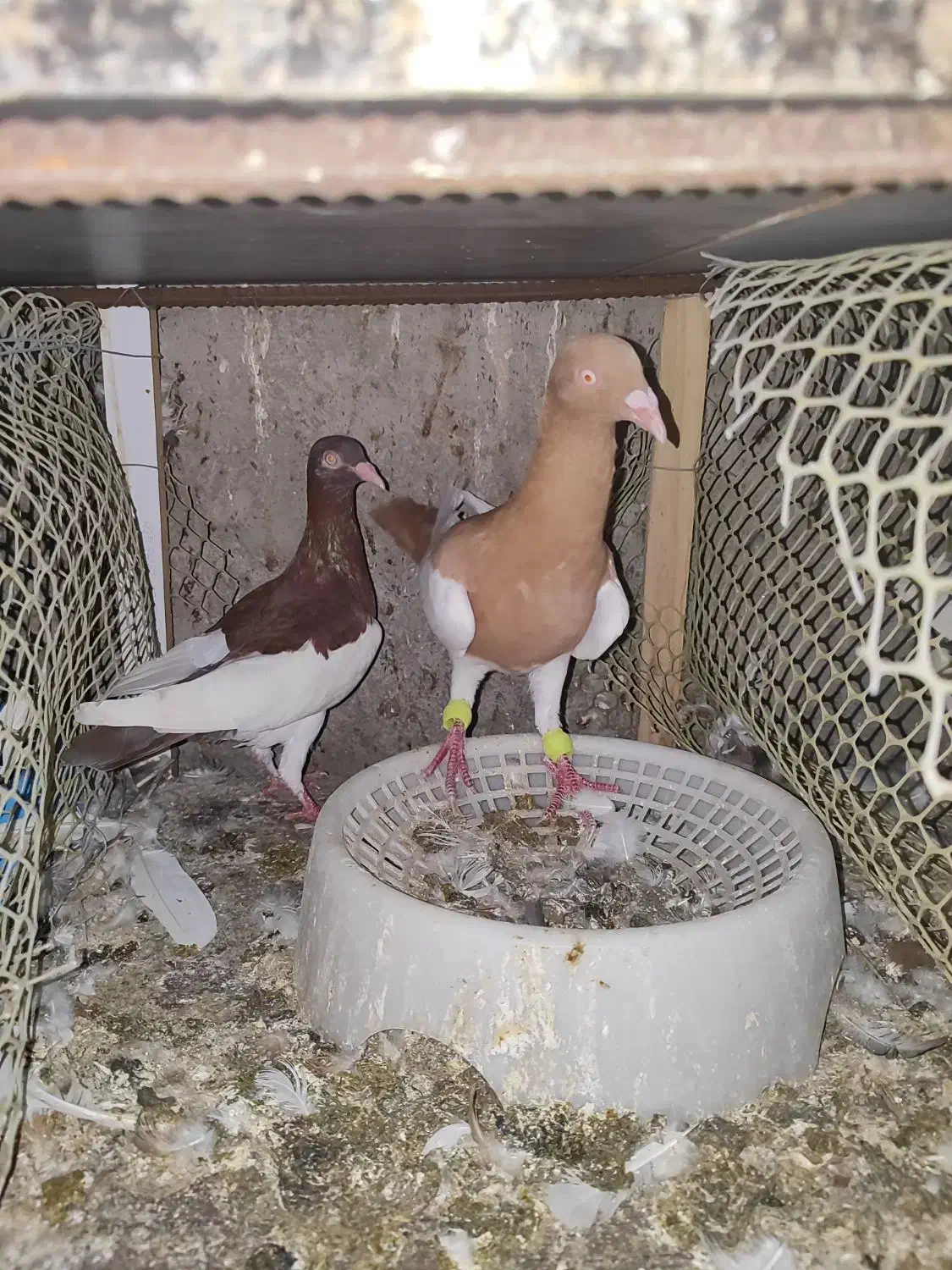 چندجفت کفترنروماده|پرنده|بندرعباس, |دیوار