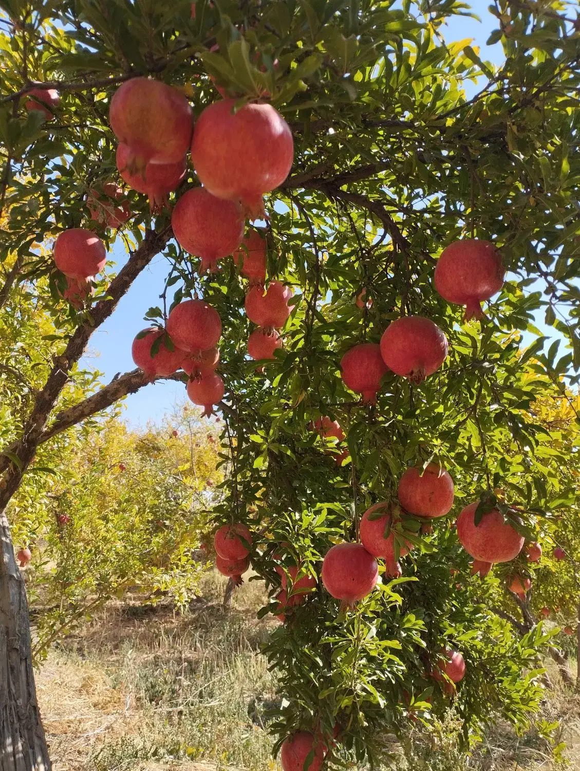 انار درجه ۱ کوهنانی|گل و گیاه طبیعی|کوهنانی, |دیوار