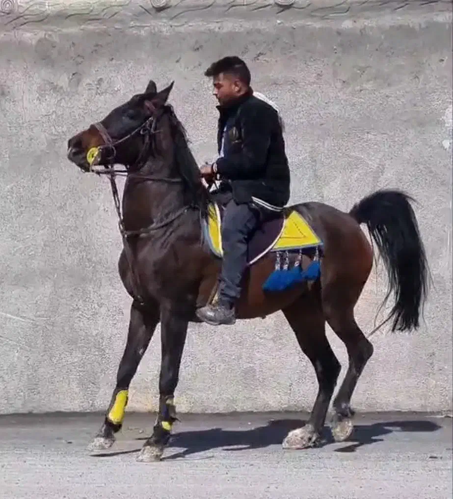 اسب مادیان کرد|اسب و تجهیزات اسبسواری|تهران, امیرآباد|دیوار