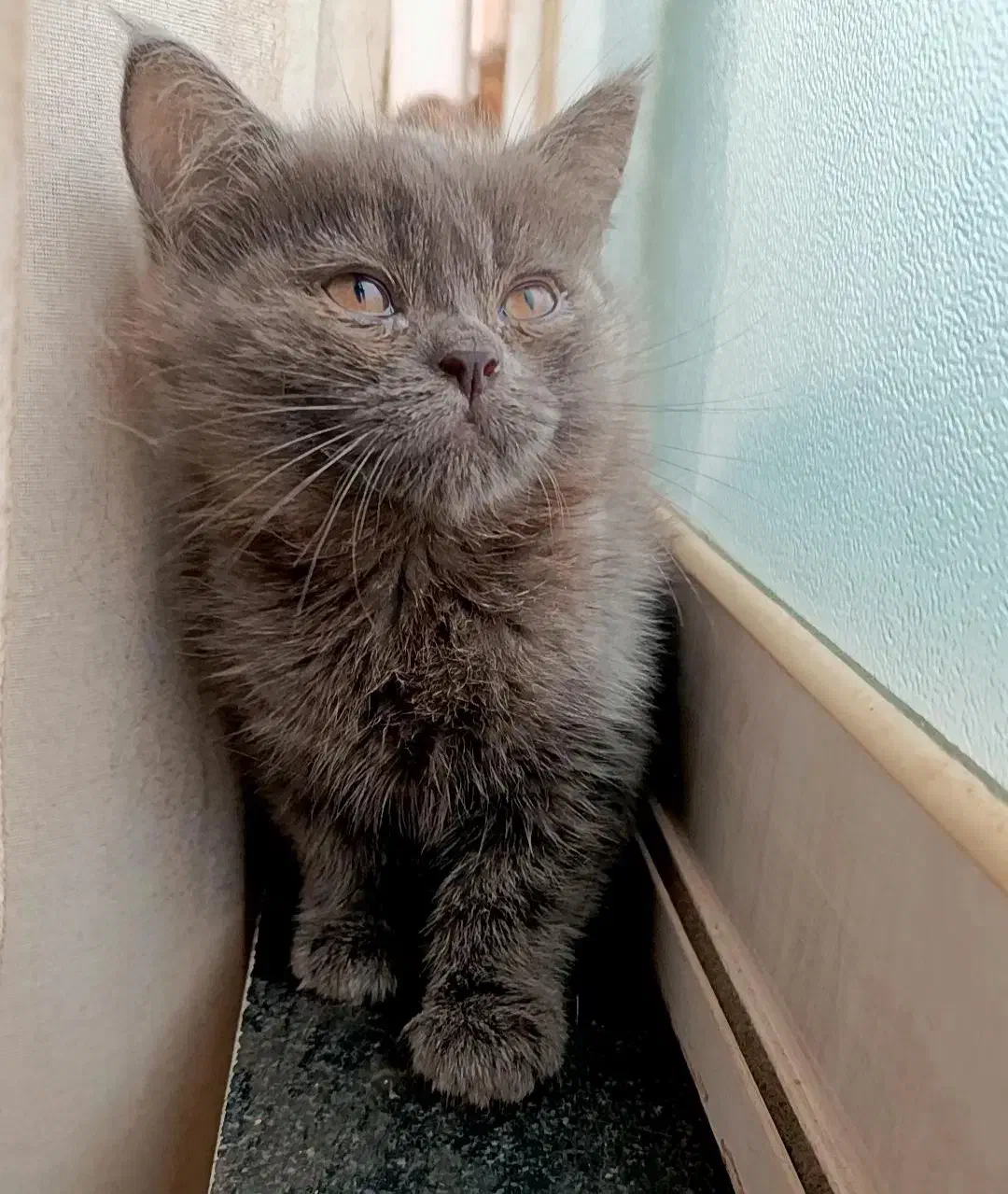 گربه های ناز|گربه|ساری, |دیوار