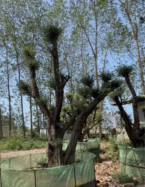 فروش درخت زیتون هخامنشی|گل و گیاه طبیعی|ایزدشهر, |دیوار