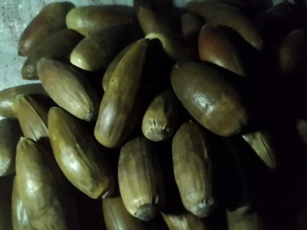 بلوط|خوردنی و آشامیدنی|صدرا-فارس, فاز ۲|دیوار