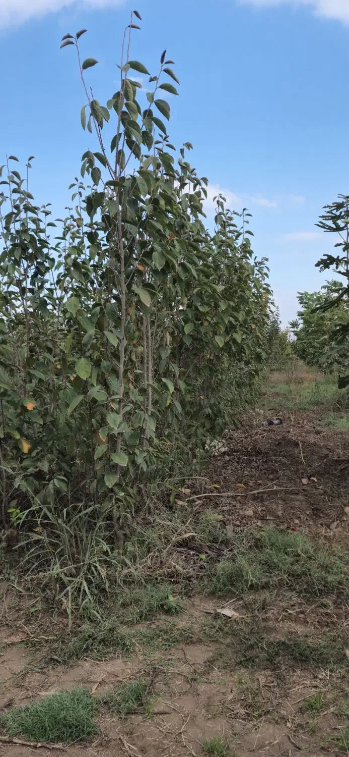 فروش عمده نهال به صورت سطل نایلکس و گل بر|خدمات باغبانی و درختکاری|دلند, |دیوار