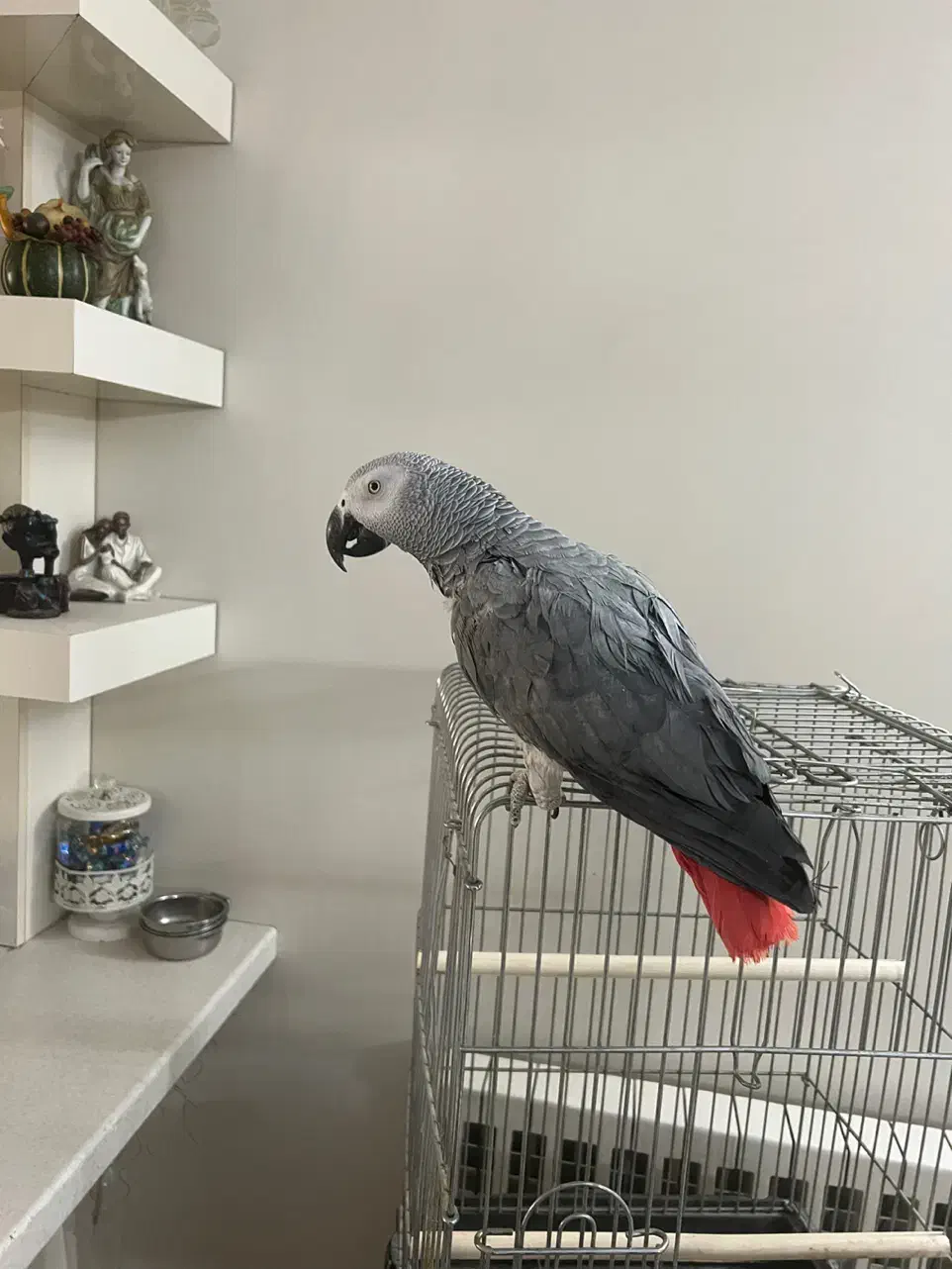 کاسکو|پرنده|تهران, نیروی هوایی (پیروزی)|دیوار