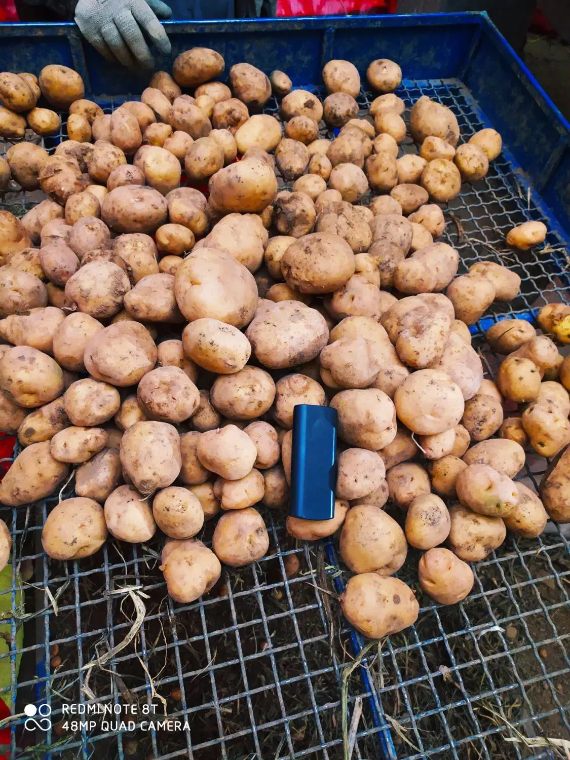 فروش سیب زمینی خوراک|خوردنی و آشامیدنی|کلیائی, |دیوار