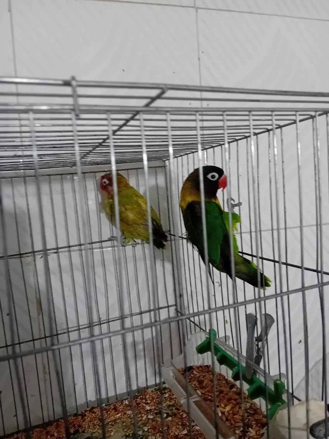 یک جفت عروس هلندی مولدباجوجه|پرنده|بجنورد, |دیوار