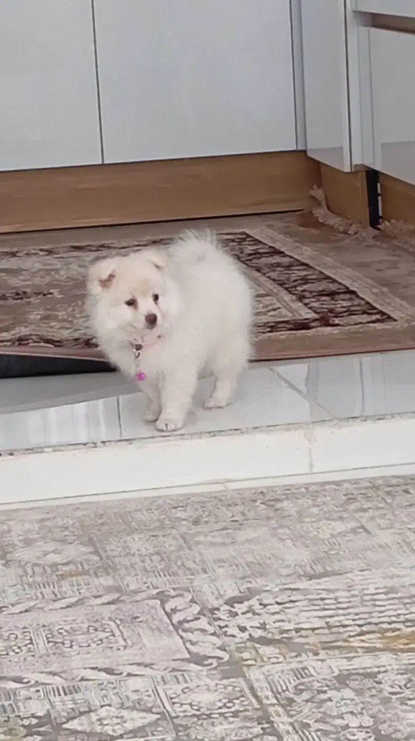 سگ پامر میکس|سگ|یاسوج, |دیوار