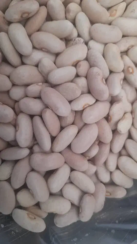 لوبیا سفید ، کشاورزی|عمده‌فروشی|قیدار, |دیوار