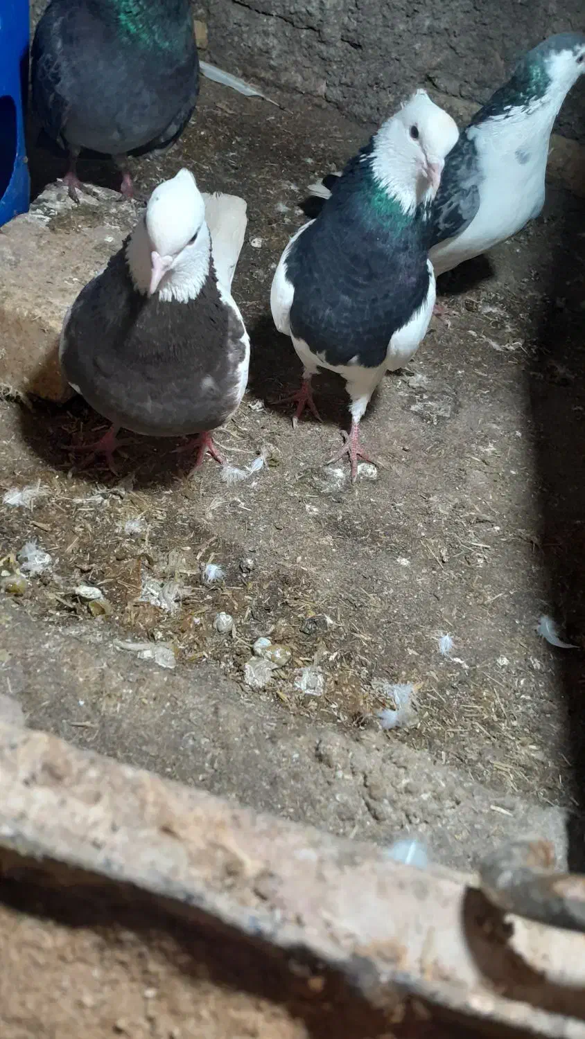 کبوتر|پرنده|اسفراین, |دیوار