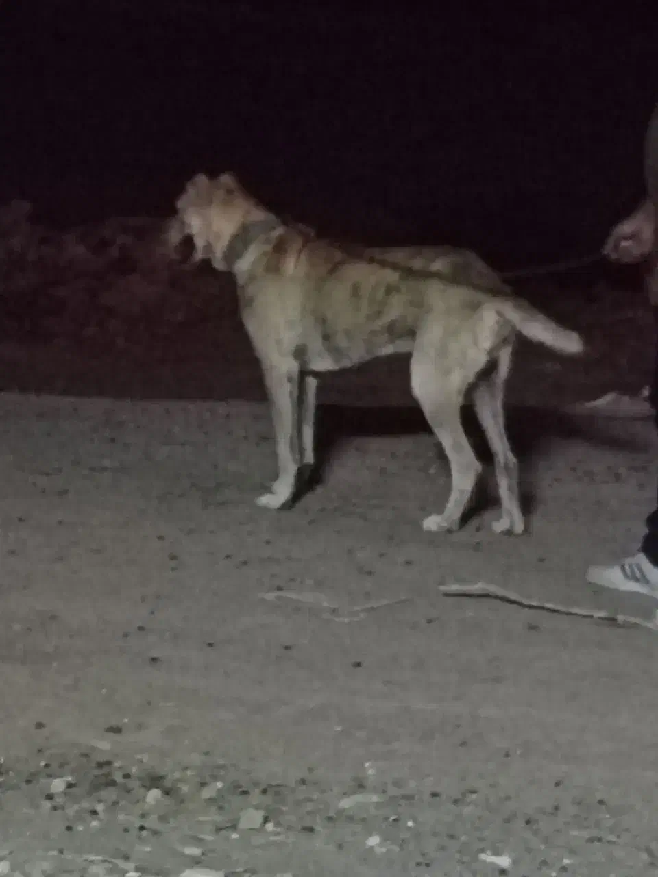 سگ گله ای|سگ|تربتحیدریه, یحیی آباد|دیوار