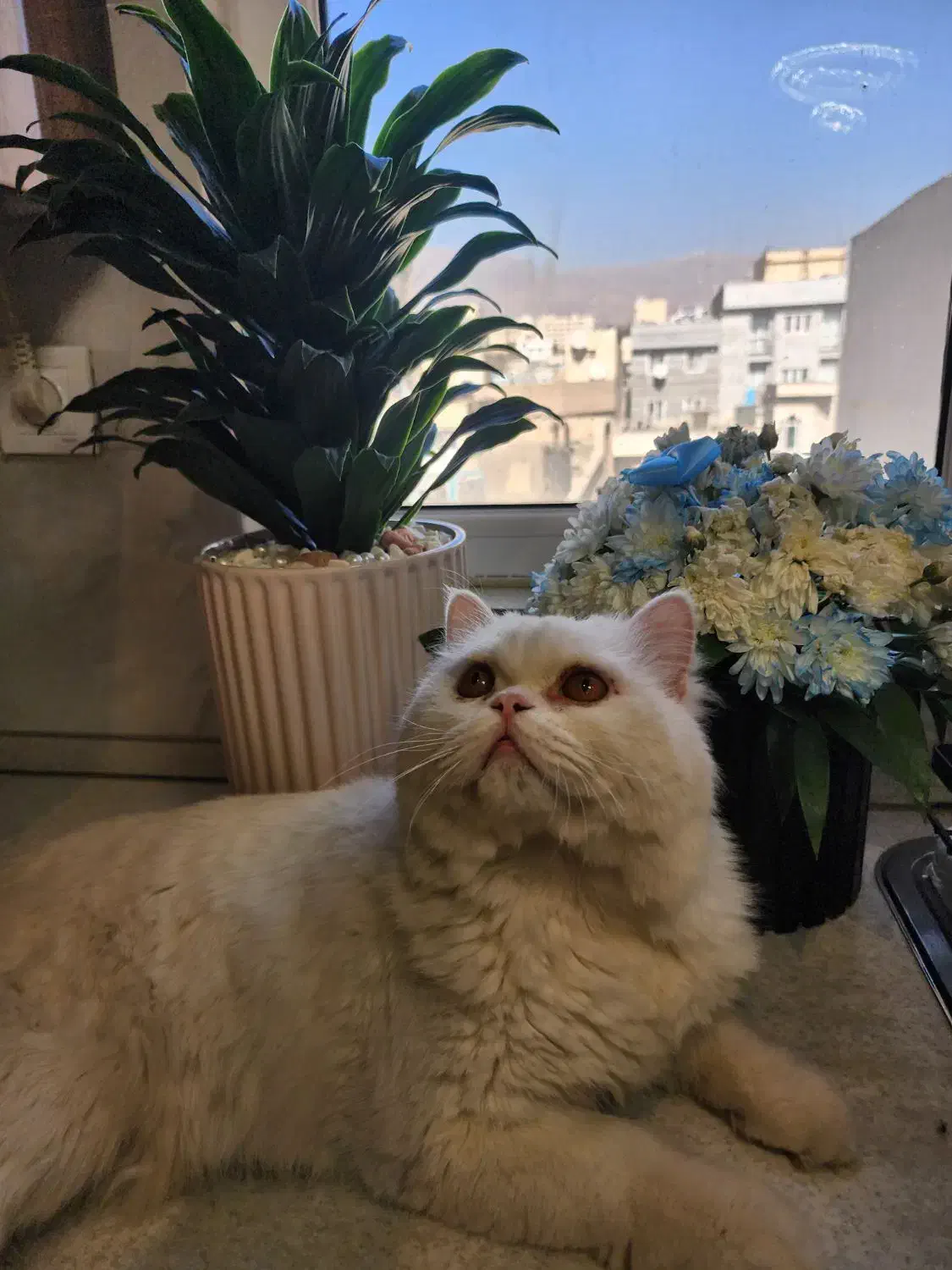 گربه پرشین|گربه|قائم‌شهر, |دیوار