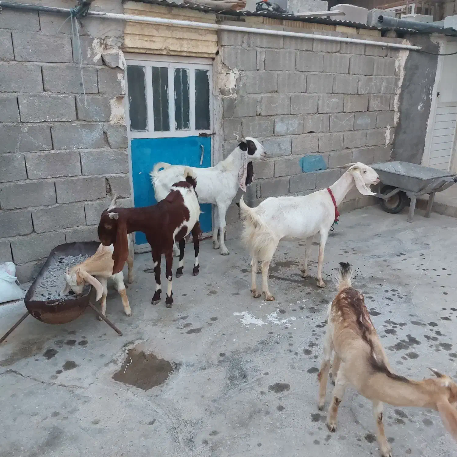 فروش بز وپازن|حیوانات مزرعه|بندر دیر, |دیوار