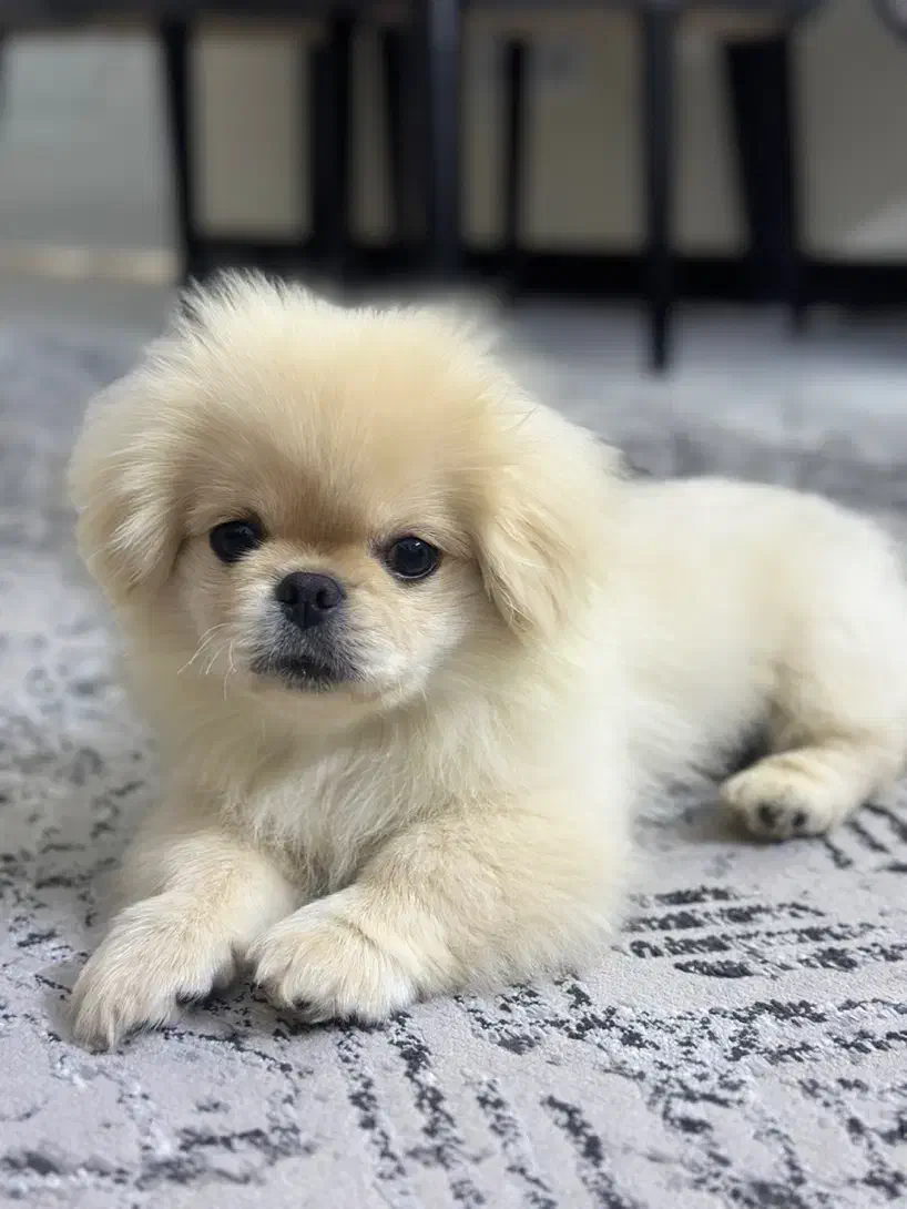 پیکینیز پاپت سایز|سگ|تهران, قیطریه|دیوار