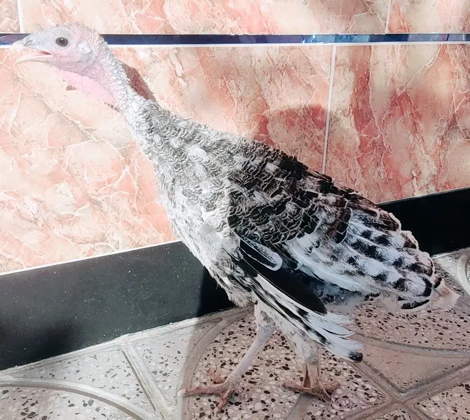 مرغ و بوقلمون|حیوانات مزرعه|سراب میمه, |دیوار