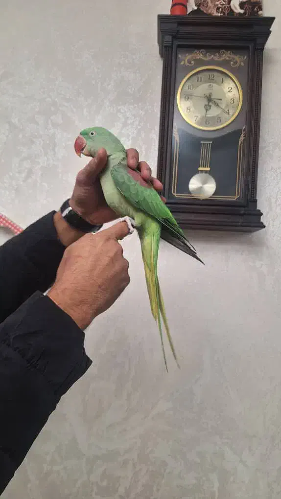 شاه طوطی نر ۶ماهه رام درحال سخنگویی درشت ایرانی|پرنده|تهران, ده‌ونک|دیوار