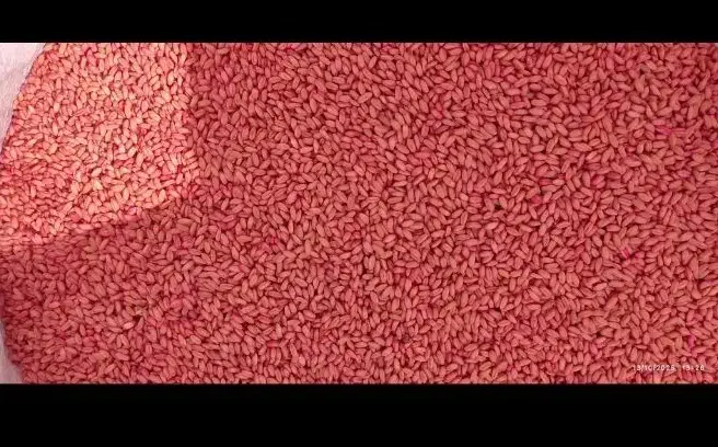 گندم آبی پیشگام و گندم دیم ریژاو|خوردنی و آشامیدنی|زرنه, |دیوار